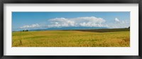 Framed Rapeseed field, Route de Manosque, Plateau de Valensole, Alpes-de-Haute-Provence, Provence-Alpes-Cote d'Azur, France