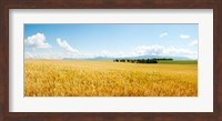 Framed Wheat field near D8, Brunet, Plateau de Valensole, Alpes-de-Haute-Provence, Provence-Alpes-Cote d'Azur, France