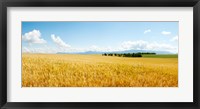 Framed Wheat field near D8, Brunet, Plateau de Valensole, Alpes-de-Haute-Provence, Provence-Alpes-Cote d'Azur, France