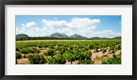 Framed Vineyard, Les Baux de Provence, Eyguieres, Bouches-du-Rhone, Provence-Alpes-Cote d'Azur, France