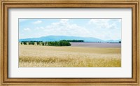Framed Wheat field near D8, Plateau de Valensole, Alpes-de-Haute-Provence, Provence-Alpes-Cote d'Azur, France