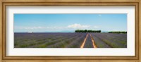 Framed Lavender fields, Route de Digne, Plateau de Valensole, Alpes-de-Haute-Provence, Provence-Alpes-Cote d'Azur, France