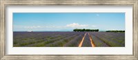 Framed Lavender fields, Route de Digne, Plateau de Valensole, Alpes-de-Haute-Provence, Provence-Alpes-Cote d'Azur, France