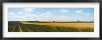 Framed Lavender and wheat fields, Plateau de Valensole, Alpes-de-Haute-Provence, Provence-Alpes-Cote d'Azur, France