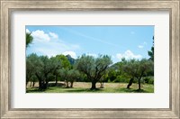 Framed Olive trees in front of the ancient Monastere Saint-Paul-De-Mausole, St.-Remy-De-Provence, Provence-Alpes-Cote d'Azur, France