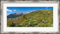 Framed Flowers and whetstone on hillside, Mt Vista, Colorado, USA