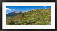 Framed Flowers and whetstone on hillside, Mt Vista, Colorado, USA