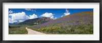 Framed Brush Creek Road and hillside of sunflowers and purple larkspur flowers, Colorado, USA