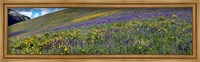 Framed Hillside with yellow sunflowers and purple larkspur, Crested Butte, Gunnison County, Colorado, USA