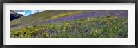 Framed Hillside with yellow sunflowers and purple larkspur, Crested Butte, Gunnison County, Colorado, USA