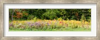 Framed Colorful meadow with wild flowers during autumn, Ontario, Canada