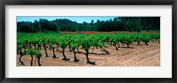 Framed Vineyards and red poppies in summer morning light, Provence-Alpes-Cote d'Azur, France