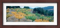 Framed Cherry trees in an orchard, Provence-Alpes-Cote d'Azur, France