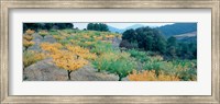 Framed Cherry trees in an orchard, Provence-Alpes-Cote d'Azur, France