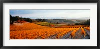 Framed Vineyards in the late afternoon autumn light, Provence-Alpes-Cote d'Azur, France