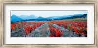 Framed Vineyards in autumn, Provence-Alpes-Cote d'Azur, France