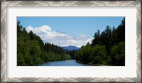 Framed River flowing through a forest, Queets Rainforest, Olympic National Park, Washington State, USA