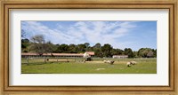 Framed Flock of sheep grazing in a farm, Mission La Purisima Concepcion, Santa Barbara County, California, USA