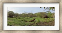 Framed Komodo Dragon (Varanus komodoensis) in a field, Rinca Island, Indonesia