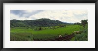 Framed Terraced rice field, Indonesia
