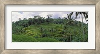 Framed Terraced rice field, Bali, Indonesia