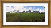 Framed Rice field, Bali, Indonesia