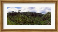 Framed Terraced rice field and Palm Trees, Flores Island, Indonesia