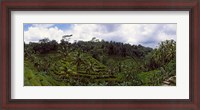 Framed Terraced rice field and Palm Trees, Flores Island, Indonesia