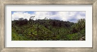 Framed Terraced rice field and Palm Trees, Flores Island, Indonesia