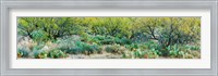 Framed Prickly pear cacti surrounds mesquite trees, Oro Valley, Arizona, USA