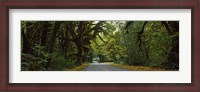 Framed Road passing through a rainforest, Hoh Rainforest, Olympic Peninsula, Washington State, USA