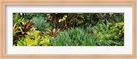 Framed Close-up of plants, Hawaii