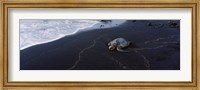 Framed Hawksbill Turtle (Eretmochelys Imbricata) on the beach, Punaluu Beach, Hawaii, USA