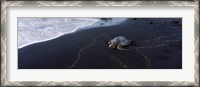 Framed Hawksbill Turtle (Eretmochelys Imbricata) on the beach, Punaluu Beach, Hawaii, USA