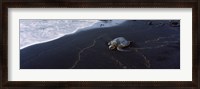 Framed Hawksbill Turtle (Eretmochelys Imbricata) on the beach, Punaluu Beach, Hawaii, USA