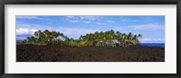 Framed Palm trees on the beach, Keawaiki Bay, Hawaii, USA