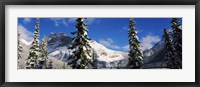 Framed Snow covered trees with mountain range in the background, Emerald Lake, Yoho National Park, Canada