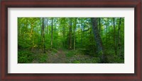 Framed Forest, Great Smoky Mountains National Park, Blount County, Tennessee, USA