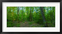 Framed Forest, Great Smoky Mountains National Park, Blount County, Tennessee, USA