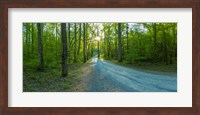 Framed Dirt road passing through a forest, Great Smoky Mountains National Park, Blount County, Tennessee, USA