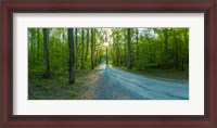 Framed Dirt road passing through a forest, Great Smoky Mountains National Park, Blount County, Tennessee, USA
