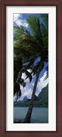 Framed Palm tree on Cook's Bay with Mt Mouaroa in the Background, Moorea, Society Islands, French Polynesia