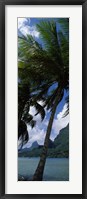 Framed Palm tree on Cook's Bay with Mt Mouaroa in the Background, Moorea, Society Islands, French Polynesia