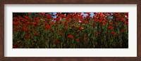 Framed Close up of  poppies in a field, Anacortes, Fidalgo Island, Washington State