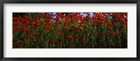 Framed Close up of  poppies in a field, Anacortes, Fidalgo Island, Washington State