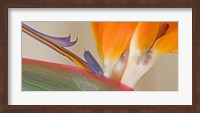 Framed Close Up of Strelitzia in bloom, California