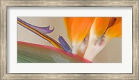 Framed Close Up of Strelitzia in bloom, California