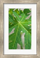 Framed Raindrops on papaya tree leaf, La Digue, Seychelles