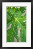 Framed Raindrops on papaya tree leaf, La Digue, Seychelles