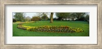 Framed Tulips in Hyde Park, City of Westminster, London, England